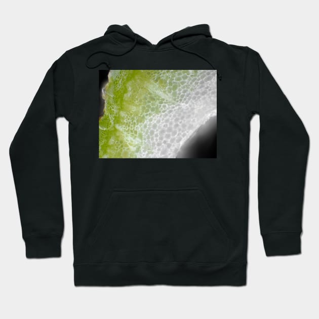 Carrot stem cells under the microscope Hoodie by SDym Photography